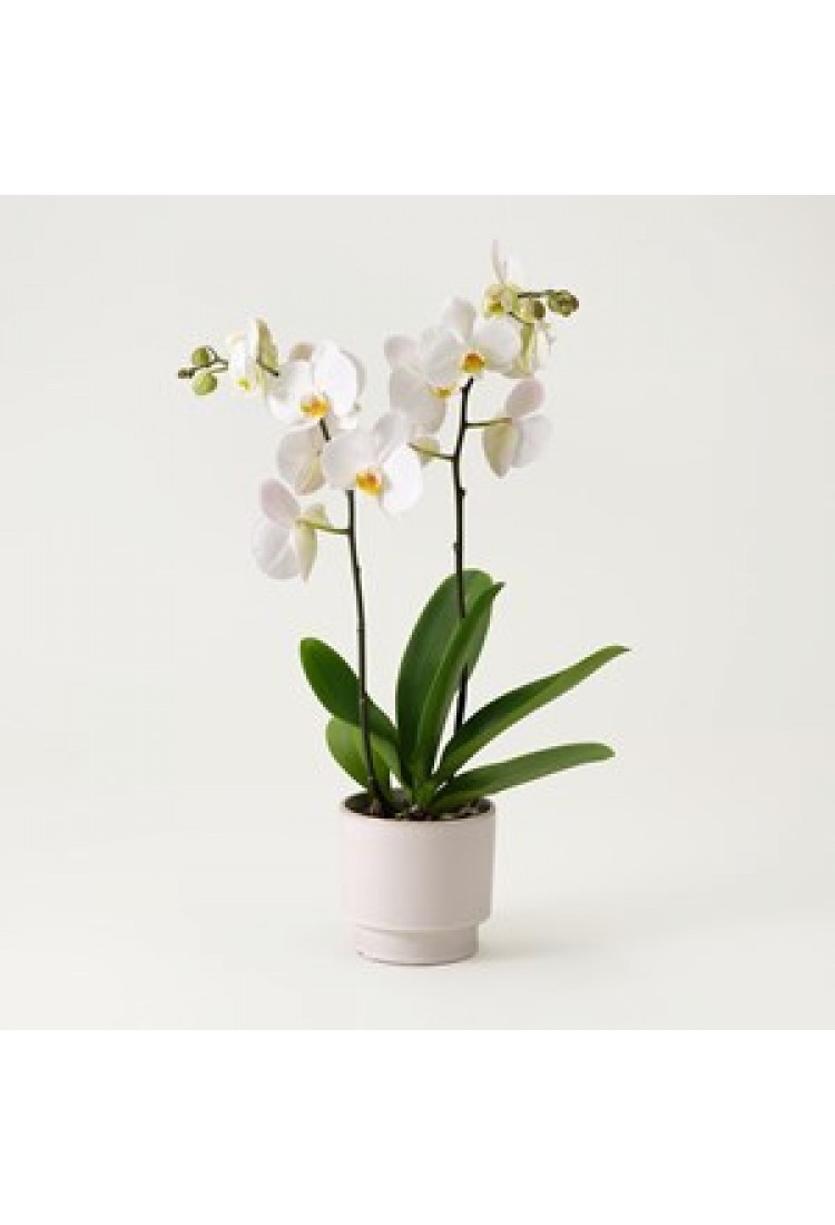 Single white plant Phalae..