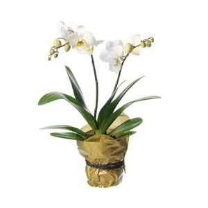 Single plant Orchid, whit..