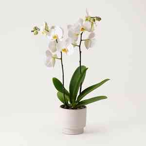 Single white plant Phalae..