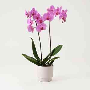 Single plant Phalaenopsis..