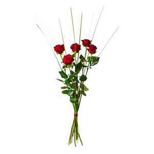 Bouquet of 5 red roses..