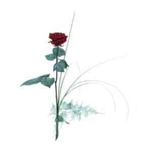 Single flower - Red rose..