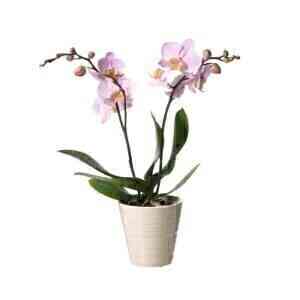 Single plant Phalaenopsis..