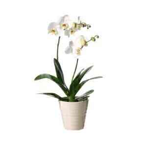 Single plant Phalaenopsis..