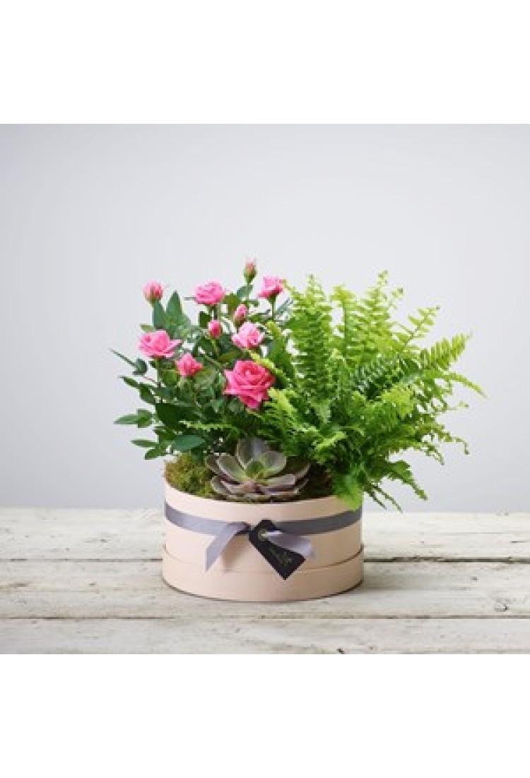 Arrangement of Plants..