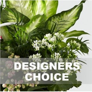 Arrangement of Plants..