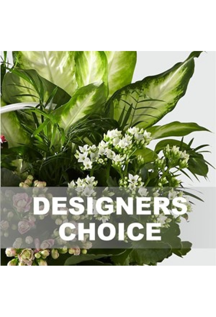 Arrangement of Plants..