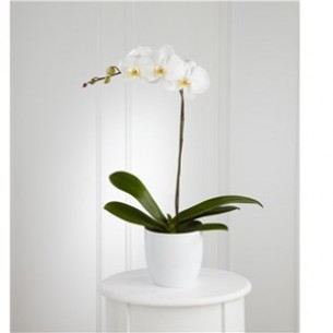 White Orchid Planter..