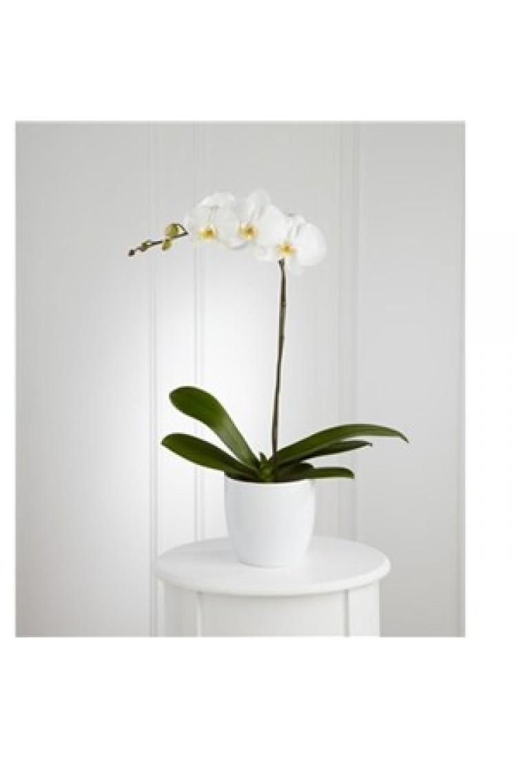 White Orchid Planter..