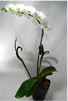 Orquidea Phalaenopsis Bra..