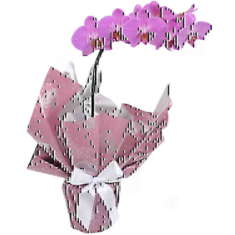 Orquídea Phalaenopsis Pin..