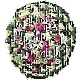 Coroa de Flores do Campo ..