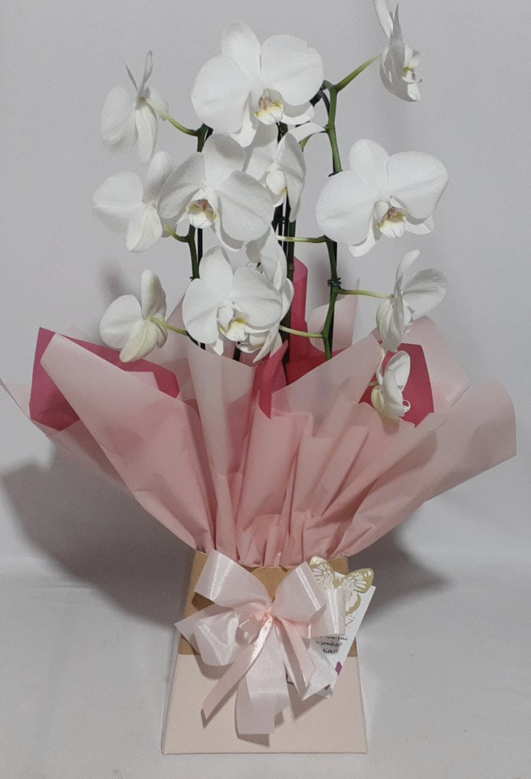 Orquídea Phalaenopsis Branca Cascata somente em Vinhedo SP