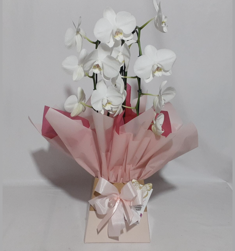 Orquídea Phalaenopsis Bra..