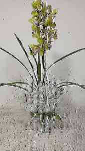 Orquidea Cymbidium Verde ..