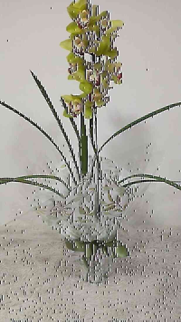 Orquidea Cymbidium Verde ..