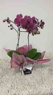 Orquidea Phalaenopsis Pin..