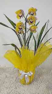 Orquidea Cymbidium Amarel..
